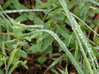Close up of lawn with morning dew
