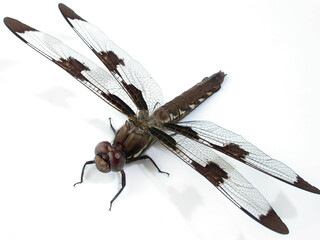 Dragonfly head on white background