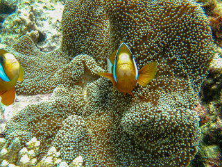 fish on coral