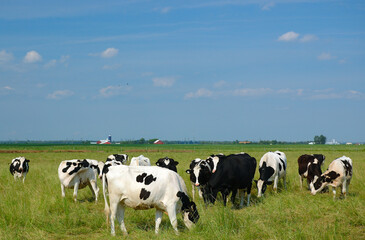 Fototapeta na wymiar Grazing black and white Holstein cows