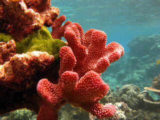 coral reef