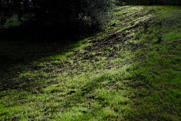 In the small wood of le Pouliguen. A kind of park un the center of a small french city. (west of France - december 2020)