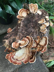 mushrooms on a tree stump, turkey tail, multi color