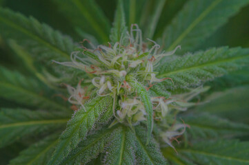 overhead view of a small cannabis sativa flowers starting to grow, showing striking pistils. Female marijuana plant flowering background.
