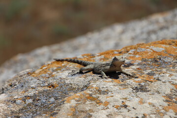 Lizard in Gobustan National Park near Baku
