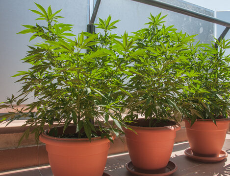 Three Cannabis Sativa plants growing in clay colored pots. Outdoors growing female marijuana plants in a balcony .