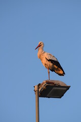 Stork on light pole in evening sun