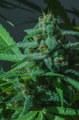 Close up of cannabis sativa bud starting to get full of trichromes, showing striking pistils. Female marijuana plant flowering background.