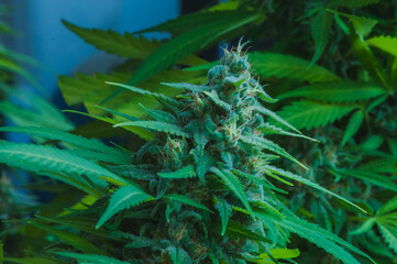 Close up of cannabis sativa bud starting to get full of trichromes, showing striking pistils. Female marijuana plant flowering background.