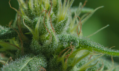 Close up of cannabis plant, Pistils, stigmata and trichromas of a female marijuana plant flowering.