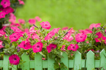 Naklejka premium Petunia. Surfinia or calibrachoa. Pink flowers on a green summer background. Spring bloom