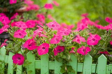 Petunia. Surfinia or calibrachoa. Pink flowers on a green summer background. Spring bloom