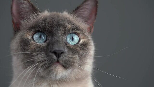 Cat UHD 005