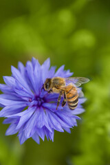 Bee on cornflower flower. Insect collects nectar for honey. Spring or summertime scene