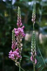 Beautiful flower with green leaves and pink and white flowers, in a garden with green grass