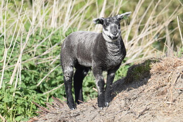Black/White ram lamb