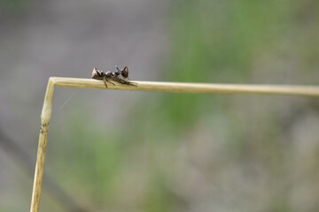 insects on a tree branch in the forest