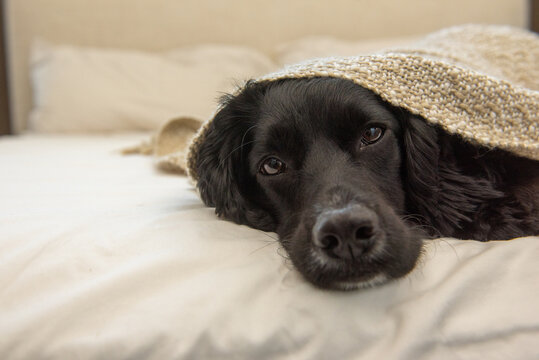 English Black Cocker Spaniel In Bed