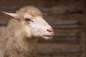 Raamstickers Sluit omhoog van een snuitschaap. Dier kijkt weg op houten achtergrond. Het fokken van huisdieren. Productie van vlees- en pelsdieren. © Albert Ziganshin