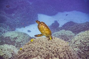 Obraz na płótnie Canvas Green sea turtle diving down to coral reef in tropical ocean with fish