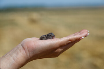 Mouse in female hand .Field mouse in hand