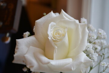 white rose, wedding, close up