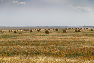 Obraz premium Straw rolls , wonderful panoramic view field of straw bales, beautiful landscape. Field after harvest with hay rolls. Landscape with farm land, straw and meadow. Grain crop, harvesting yellow wheat