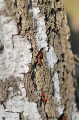 Red soldier bugs on a birch bark on a sunny day.