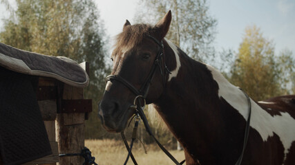The unsaddled horse is standing near the fence, where the saddle is removed, and waving his head...