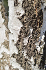 Birch trunk close-up on a sunny day.