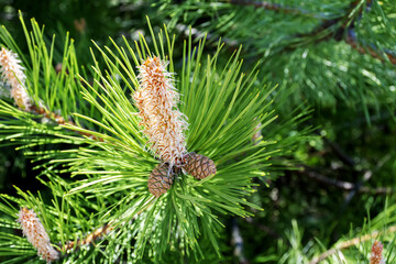 Crimean pine branch with cones