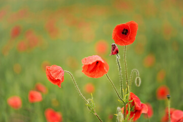 Obraz premium Bright red wild poppies growing in green field of unripe wheat, closeup detail with blurred background
