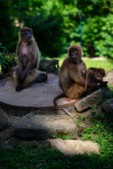 Brown monkey with a cub sitting on a round stone in captivity.