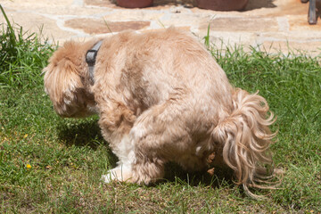 Dog making poop on grass in a garden - 397906393