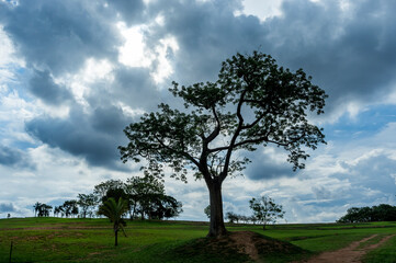 tree on a hill