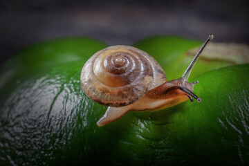 Little Snail on the Curves of Big Pepper