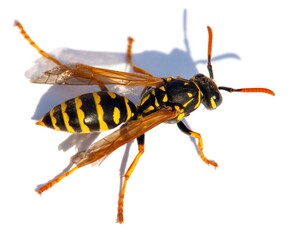 wasp or German yellowjacket isolated on white background