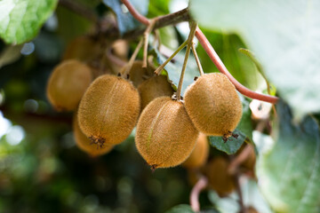 Bunch of Kiwi fruits growing on a tree close up on a farm in Greece