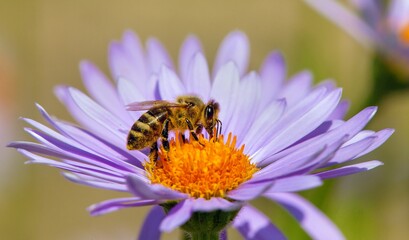 bee or honeybee in Latin Apis Mellifera on flower