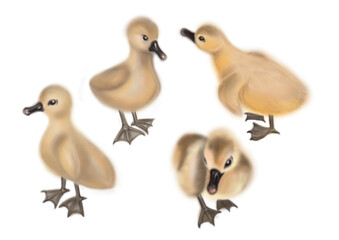  yellow ducklings isolated on white