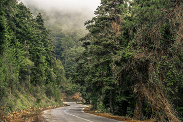Fototapeta na wymiar Snaking asphalt road through a a picturesque beautiful thick stand of fir trees and pine woods on Olympus mountain in Greece with sick fog mist touching tops of the trees 
