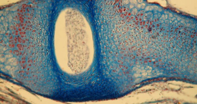 Spine of the mouse embryo with cartilage cells under the microscope 100x