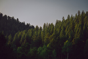 Tree line