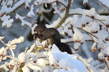 Eichhörnchen isst Buchecker