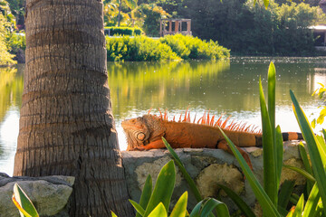 Iguana next to palm tree trunk in front of a lake with green bushes in a warm tropical climate.