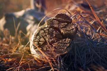 close up of a branch in a field