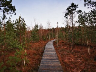 Fototapeta na wymiar An old wooden path above the swamp