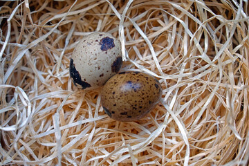 Naklejka na ściany i meble Quail eggs nest
