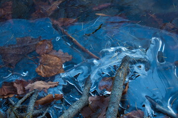 
Leaves in ice