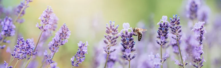 Poster Honingbij bestuift lavendelbloemen. Plantbederf met insecten., zonnige lavendel. Lavendel bloemen in veld. Zachte focus, close-up macro afbeelding wit wazig achtergrond. © Serenkonata